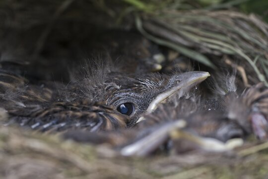 Young blackbirds (Turdus merula) in the nest, Lower Saxony, Germany
