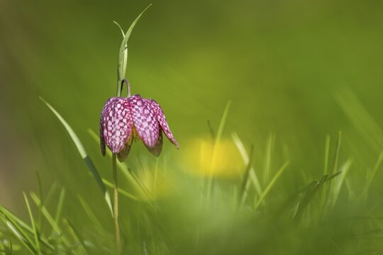 Snake's head fritillary (Fritillaria meleagris), Hesse, Germany