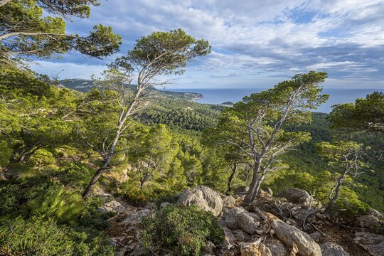 View of mountains and coast, hike to La Trapa through sparse forest, Serra de Tramuntana, Majorca, Spain