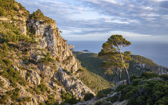 View of steep cliffs in the evening light, mountains and coast with sea, hiking to La Trapa from Sant Elm, Serra de Tramuntana, Majorca, Spain