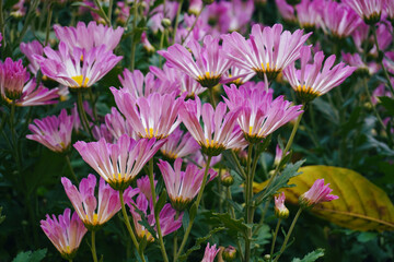 Obraz premium blooming pink daisy