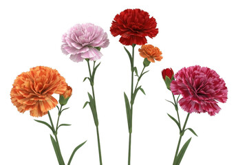 Fototapeta premium Assorted Carnation Flowers in Various Colors Isolated on Transparent Background Keywords