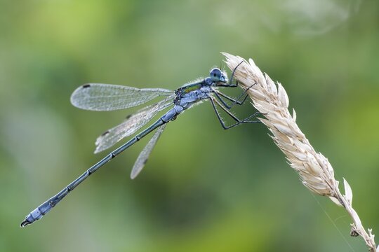 Emerald damselfly (Lestes sponsa) sitting on the panicle of a blade of grass, Hesse, Germany