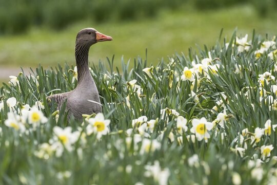 Greylag goose (Anser anser), standing in a bed with daffodils, Hesse, Germany