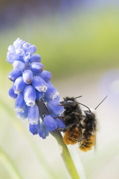 Hornfaced bee (Osmia cornuta), mating on flower of grape hyacinth (Muscari botryoides), Hesse, Germany