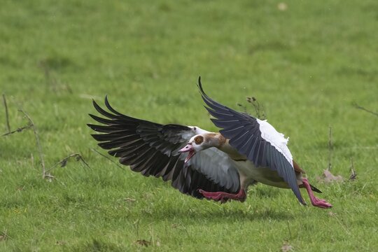 Egyptian goose (Alopochen aegyptiacus), attacking rival, Hesse, Germany
