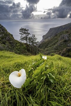 Flowering arum lily (Zantedeschia), Zantedeschia, evening mood, green coastal landscape on cliff, sea and coast, Miradouro da Raposeira viewpoint, Paul do Mar, Madeira, Portugal