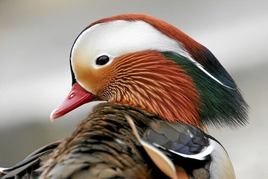 Mandarin Duck (Aix galericulata), side view, animal portrait, Hesse, Germany