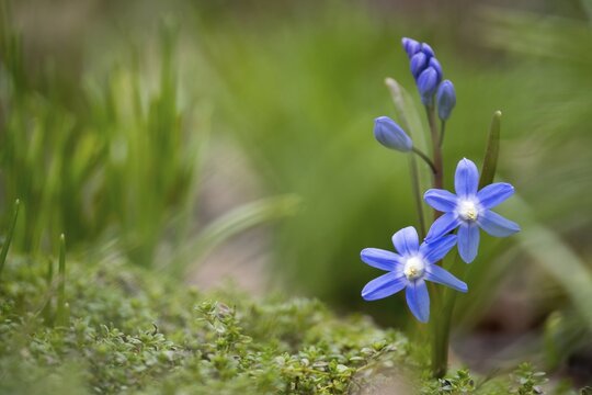 Common star hyacinth (Scilla bifolia), Hesse, Germany