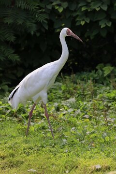 Barnacle Crane, Snow Crane, Siberian Crane (Leucogeranus leucogeranus), adult, striding, alert, captive