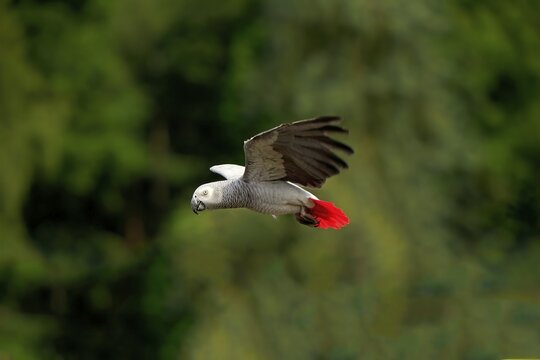 Grey parrot (Psittacus erithacus timneh), adult, flying, captive