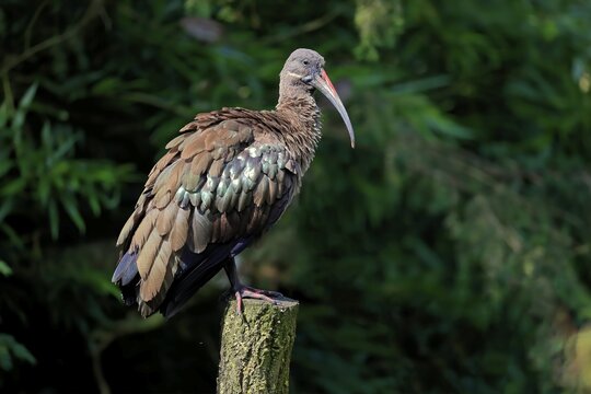 Hadada ibis (Bostrychia hagedash), adult, perch, alert, captive