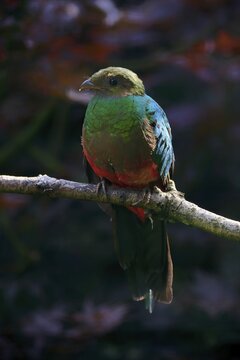 Golden-headed quetzal (Pharomachrus auriceps), adult, on tree, captive, South America