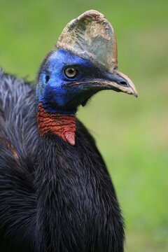 Northern cassowary (Casuarius unappendiculatus), adult, portrait, captive, Papua New Guinea