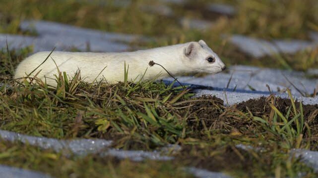 Stoat (Mustela erminea), in a meadow with residual snow, biosphere area, Swabian Alb, Baden-W&uuml;rttemberg, Germany