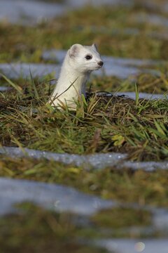 Stoat (Mustela erminea), looking out of its burrow in a meadow with residual snow, animal portrait, biosphere area, Swabian Alb, Baden-W&uuml;rttemberg, Germany