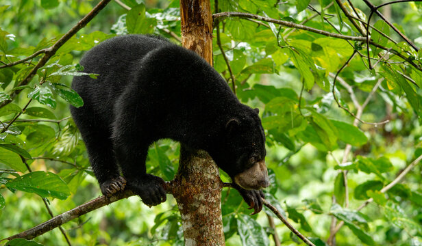 Borneo Sun Bear