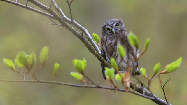 Pygmy Owl (Glaucidium passerinum), fledgling on beech branch with fresh leaf shoots, Biosphere Reserve, Swabian Alb, Baden-W&uuml;rttemberg, Germany