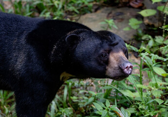Borneo Sun Bear