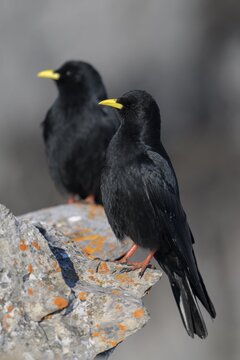 Alpine choughs (Pyrrhocorax graculus), on a lichen-covered rock, Valais, Switzerland