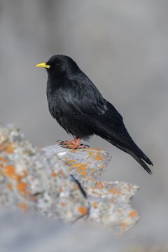 Alpine chough (Pyrrhocorax graculus), on a lichen-covered rock, Valais, Switzerland