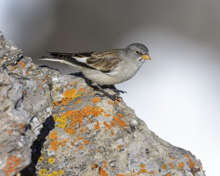 White-winged snowfinch (Montifringilla nivalis), on a lichen-covered rock, Valais, Switzerland