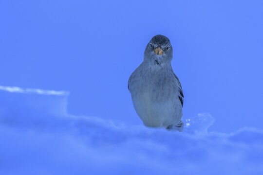 White-winged snowfinch (Montifringilla nivalis), in a snowy landscape, blue hour, Valais, Switzerland