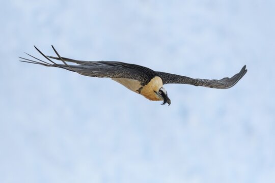 Bearded vulture (Gypaetus barbatus), in flight over a snowfield, Alps, Valais, Switzerland