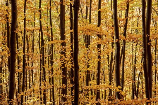 Autumn forest, Swabian Alb, Baden-W&uuml;rttemberg, Germany