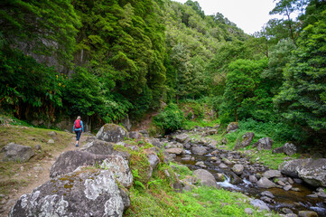 Hiking Through the Forests Above Faial da Terra, S&atilde;o Miguel Island