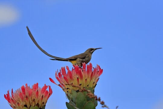 Cape sugarbird (Promerops cafer), adult, male, on flower, Protea, Kirstenbosch Botanic Gardens, Cape Town, South Africa