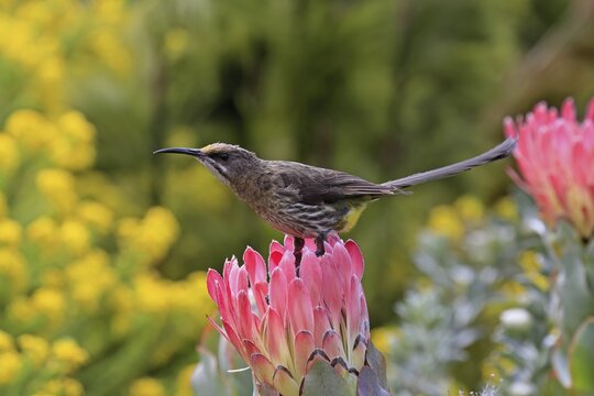 Cape sugarbird (Promerops cafer), adult, male, on flower, Protea, alert, Kirstenbosch Botanic Gardens, Cape Town, South Africa