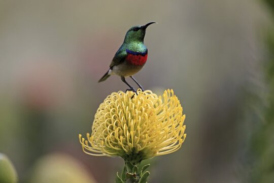 Cape Sunbird, adult, male, on flower, Protea, Kirstenbosch Botanical Gardens, Cape Town, southern double-collared sunbird (Cinnyris chalybeus)