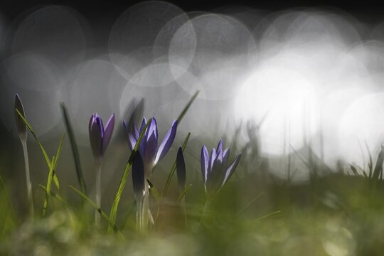 Crocuses (Crocus), blue flowering, Hesse, Germany