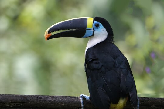 White-throated toucan (Ramphastos tucanus), Manu National Park cloud forest, Peru