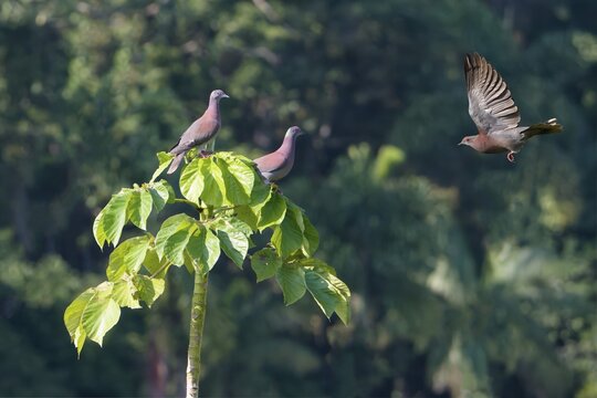 Three Pale-vented (Patagioenas cayennensis) Pigeons, two sitting in a tree, one flying, Manu National Park, Peruvian Amazon, Peru