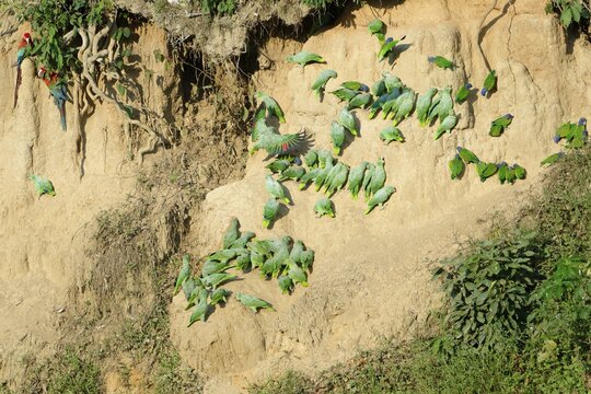 Andean (Bolborhynchus orbygnesius) parakeets and Blue-headed (Pionus menstruus) parrots at clay lick, Manu National Park, Peruvian Amazon, Peru
