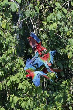 Red-and-green Macaws (Ara chloropterus) in flight against trees, Manu National Park, Peruvian Amazon, Peru
