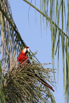 Scarlet Macaw (Ara macao) eating fruit on tree, Manu National Park, Peruvian Amazon, Peru