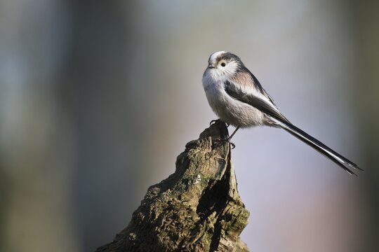 Long-tailed tit (Aegithalos caudatus), Emsland, Lower Saxony, Germany