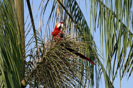 Scarlet Macaw (Ara macao) eating fruit on tree, Manu National Park, Peruvian Amazon, Peru