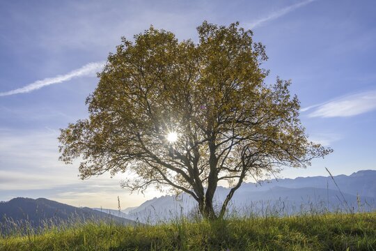 Meadow and single tree in the backlight, Refugio Predaia Ai Todes Ci, Predaia, Trentino, Italy