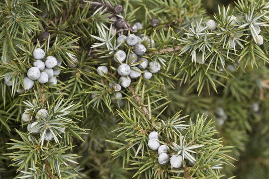 Old juniper with common juniper (Juniperus communis), Emsland, Lower Saxony, Germany