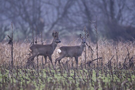 European roe deers (Capreolus capreolus) in a maize field, Emsland, Lower Saxony, Germany