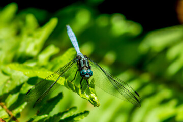 A light blue Dragonfly (Epaulet skimmer, Orthetrum chrysostigma) perched on leaves of a sword fern © Marieke