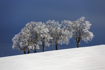 Snowcovered Group Trees Snow Field
