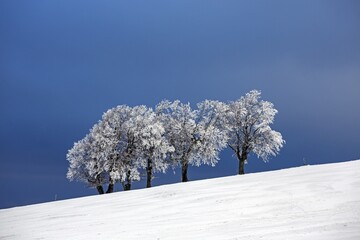 Snowcovered Group Trees Snow Field