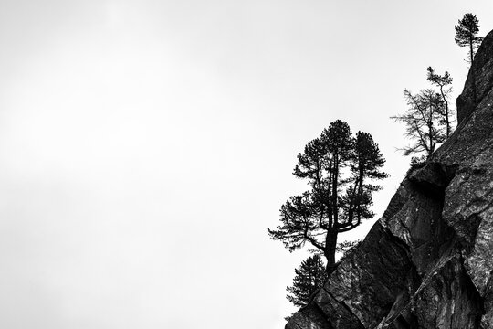 Single trees on rocky ridge in backlight, Pfossental, Merano, Vinschgau, South Tyrol, Italy