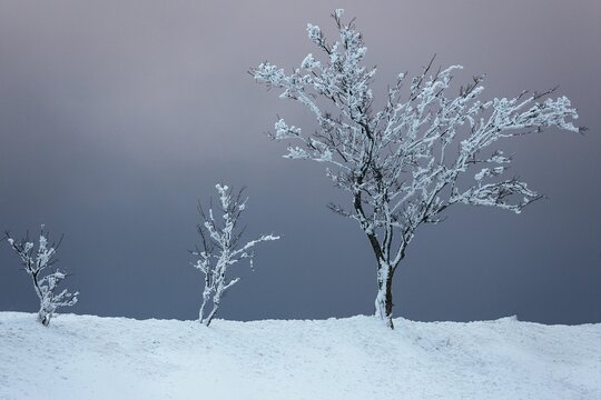 Snow-covered row of trees in snowy landscape, dramatic sky, Schauinsland, Black Forest, Baden-W&uuml;rttemberg, Germany