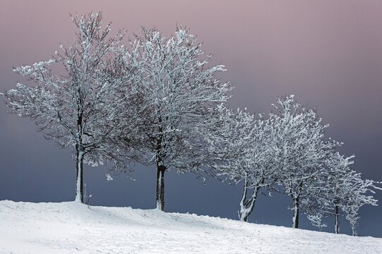 Snow-covered row of trees in snowy landscape, evening sky, Schauinsland, Black Forest, Baden-W&uuml;rttemberg, Germany